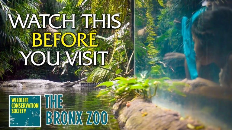 Die Serie Brox Zoo von Mediafire herunterladen
